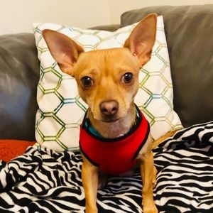 Meet your Posher, Clara